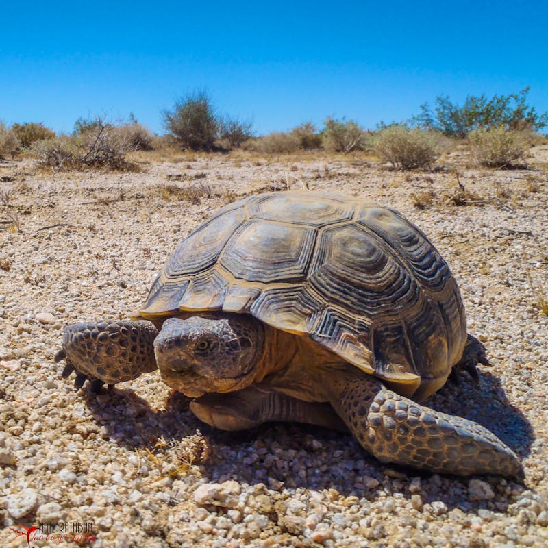Mojave Desert Tortoise in California
